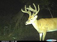 CDY 0511