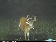 CDY 0540