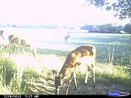 CDY 0702
