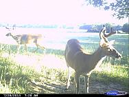 CDY 0704