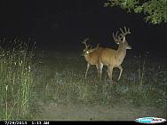 CDY 0726