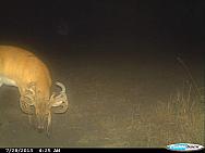 CDY 0919