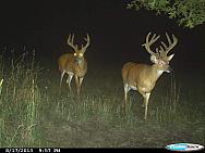 CDY 1306