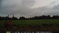 MFDC0250