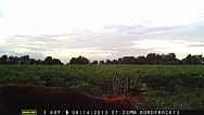 MFDC2269