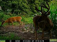 07130386