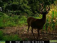 08130155