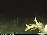 CDY 0012