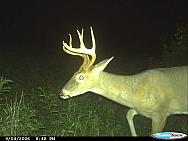 CDY 0043
