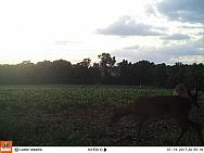 07140385