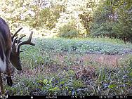 08140338