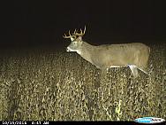 CDY 0072