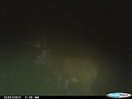 CDY 0017